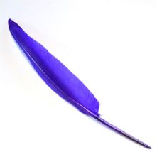 Purple Goose Wing Feather